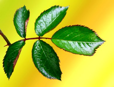 Leaf Plant Twig Plant Stem