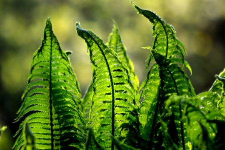 Vegetation Plant Ostrich Fern Leaf photo