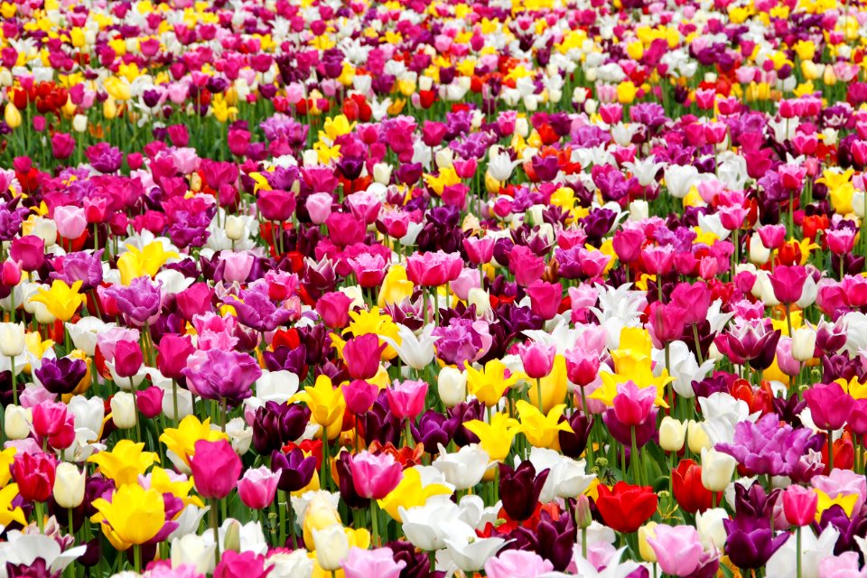 Flower Plant Flowering Plant Pink