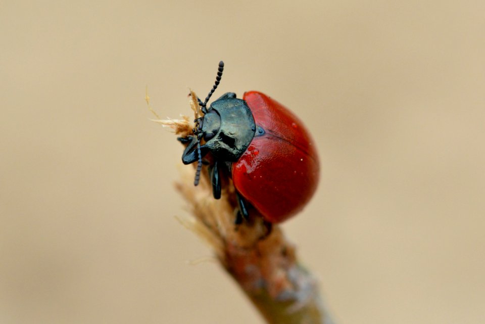Insect Macro Photography Invertebrate Close Up