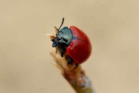 Insect Macro Photography Invertebrate Close Up photo