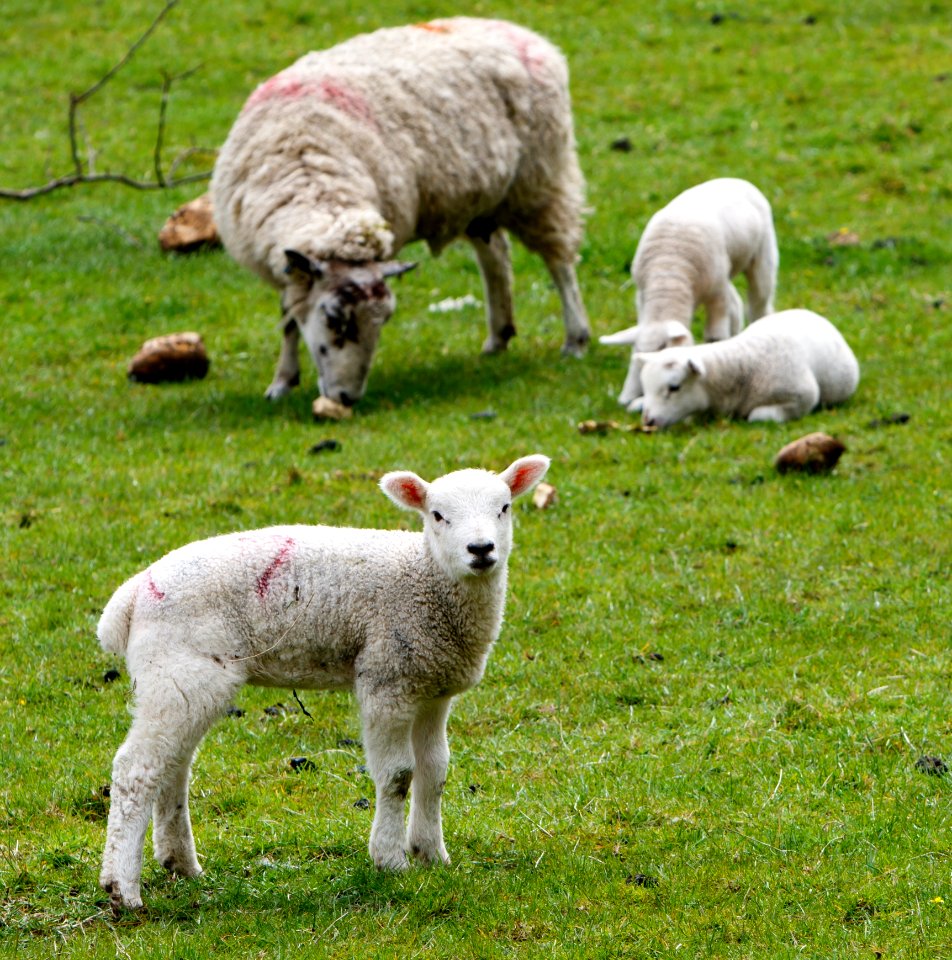 Sheep Pasture Grassland Grazing photo