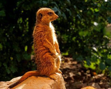 Meerkat Fauna Mammal Terrestrial Animal