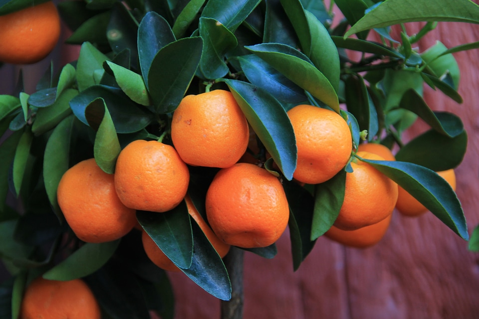 Healthy vitamins orange