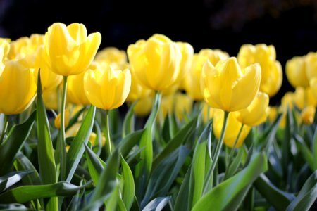 Flower Plant Yellow Tulip