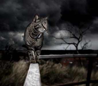 Mammal Small To Medium Sized Cats Cat Whiskers