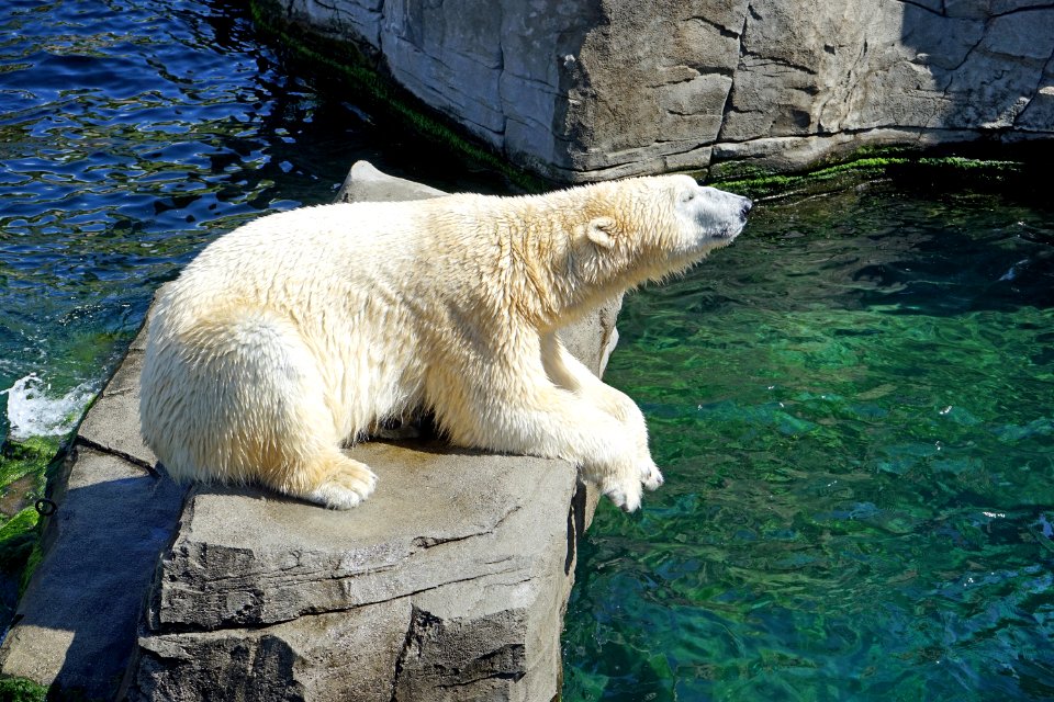 Polar Bear Fauna Bear Zoo
