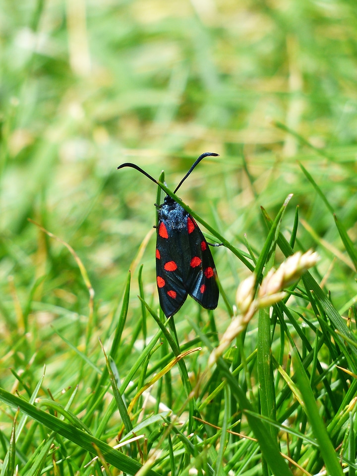 Spotted six moth zygaena filipendulae