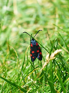 Spotted six moth zygaena filipendulae