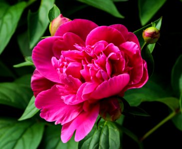 Close Up Photography Of Pink Flower With Flower Buds photo