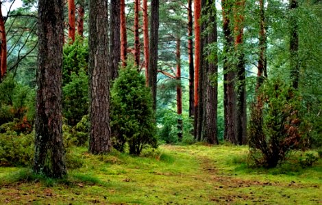 Pine Forest photo