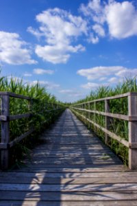 Boardwalk Through Meadow photo