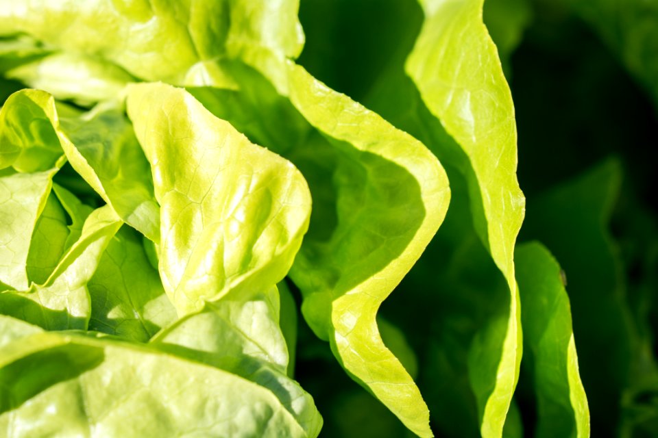 Green Leaf Lettuce