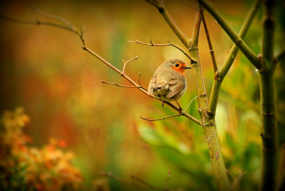 Selective Focus Photography Of Grey Bird In Tree Branch