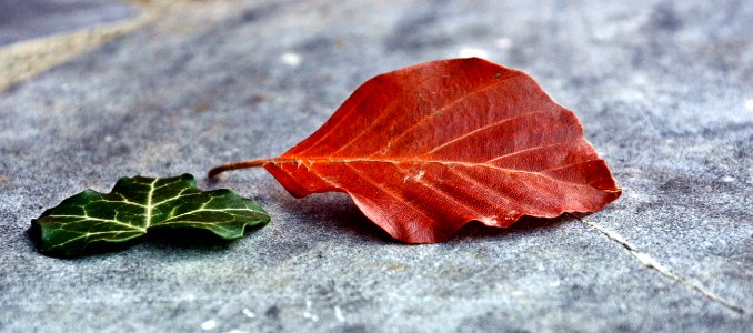 Leaf Plant Autumn Maple Leaf