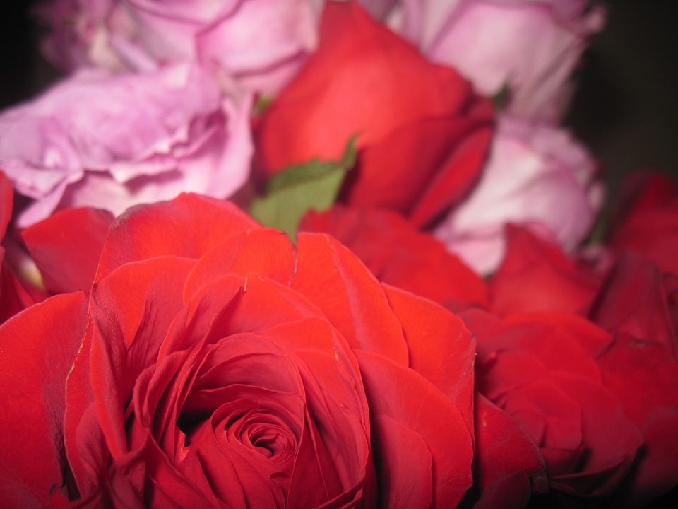 Roses flowers pink