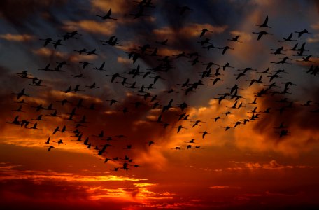 Sky Afterglow Flock Bird Migration photo