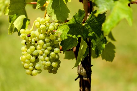 Grape Grapevine Family Fruit Agriculture