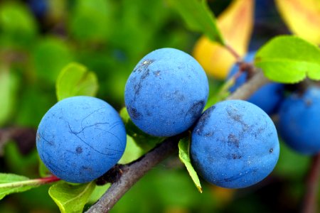 Blue Fruit Blueberry Berry photo