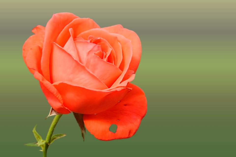 Rose Flower Red Rose Family