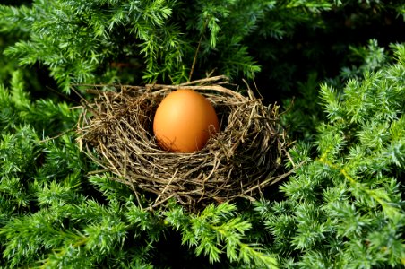 Nest Bird Nest Egg Tree photo