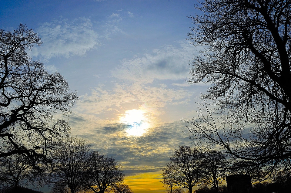 Sky tree landscape photo