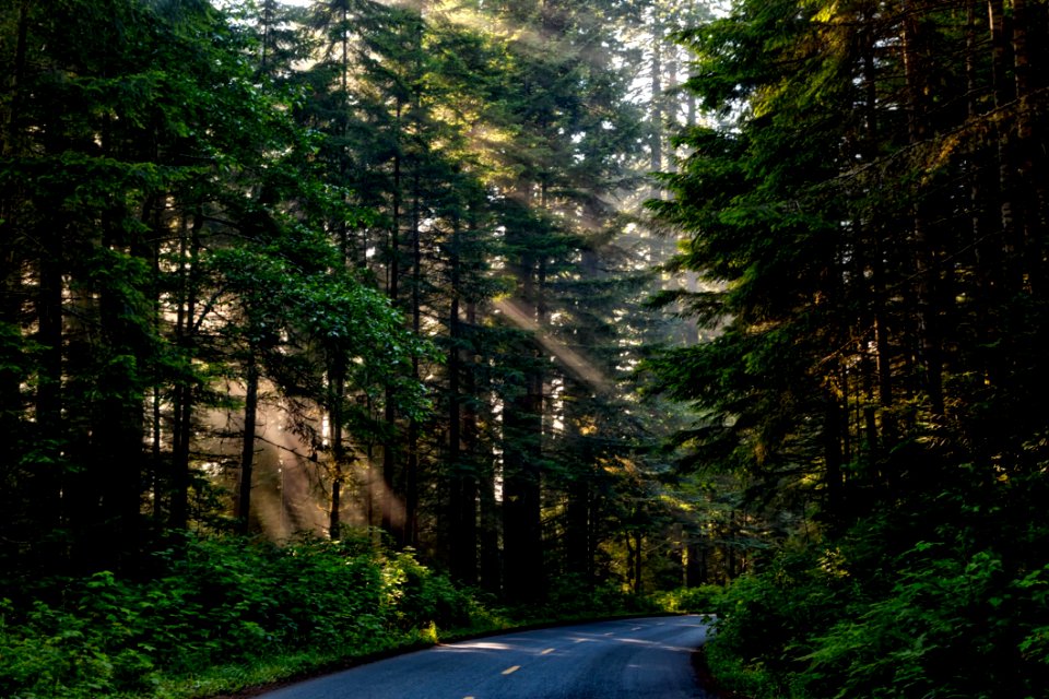 Road Nature Forest Ecosystem