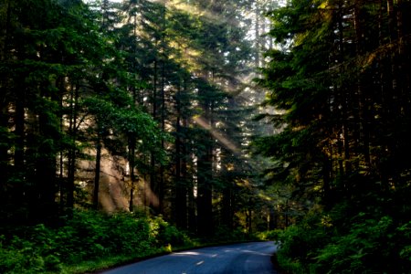 Road Nature Forest Ecosystem