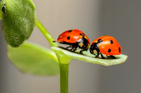Insect Ladybird Beetle Macro Photography