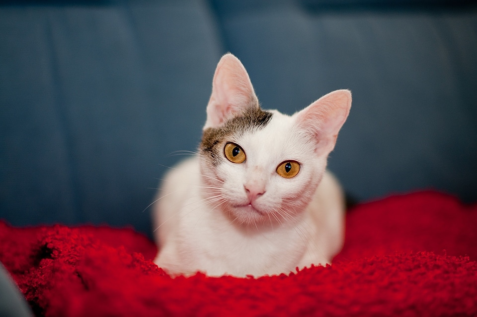 Feline eyes adorable
