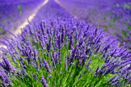 English Lavender Lavender Plant Flower photo