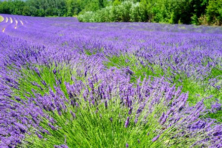 English Lavender Plant Lavender Flower