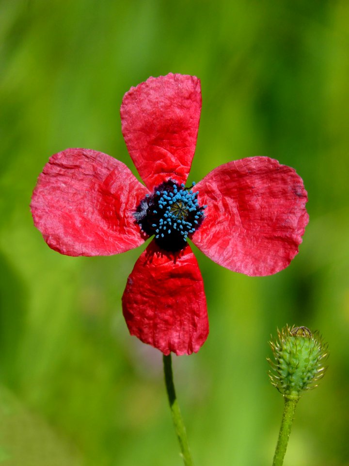 Flower Red Flora Wildflower