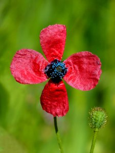 Flower Red Flora Wildflower