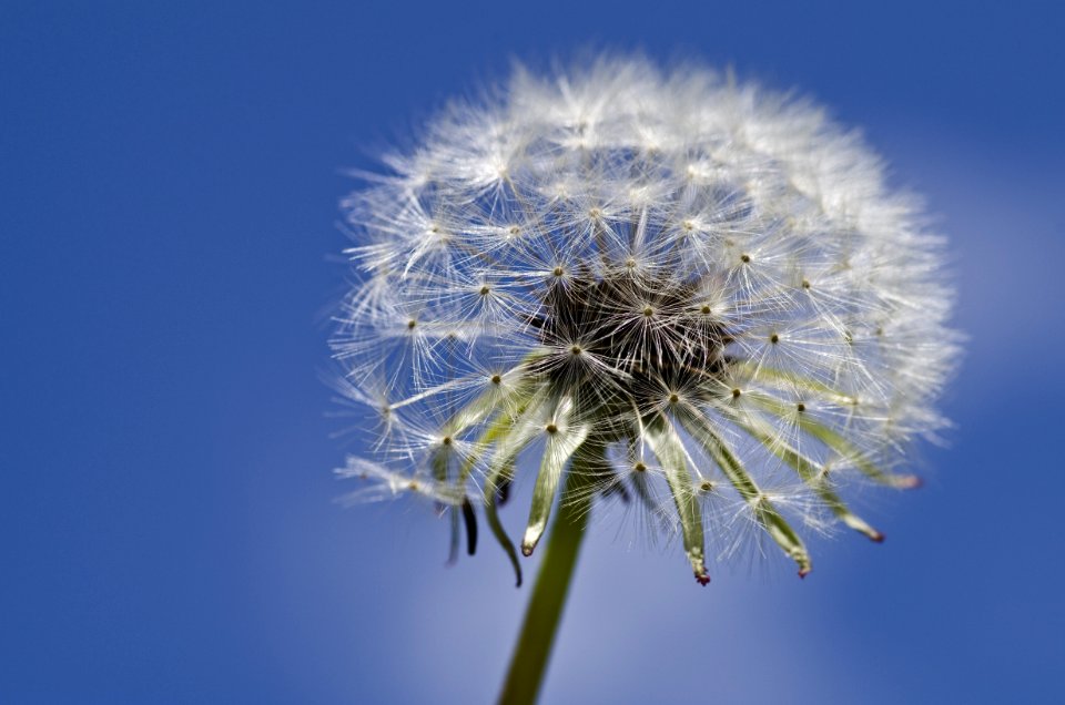 Flower Blue Sky Dandelion