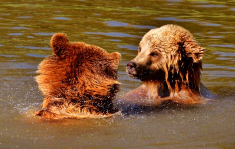 Brown Bear Grizzly Bear Mammal Dog