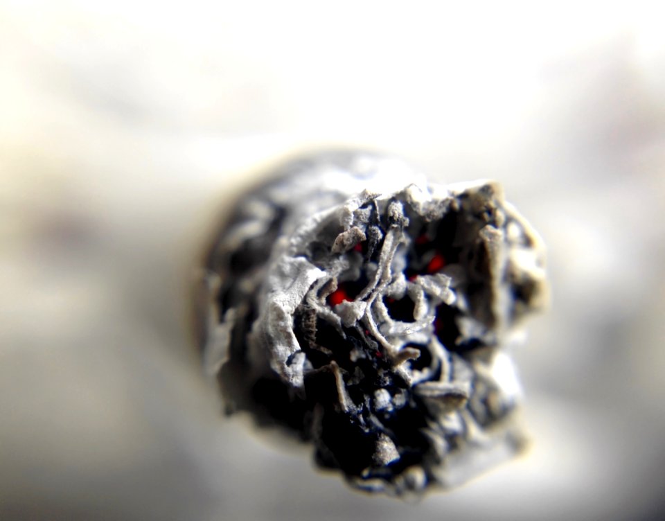 Macro Photography Close Up Photography