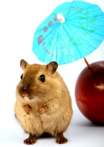 Mammal Gerbil Mouse Muroidea photo