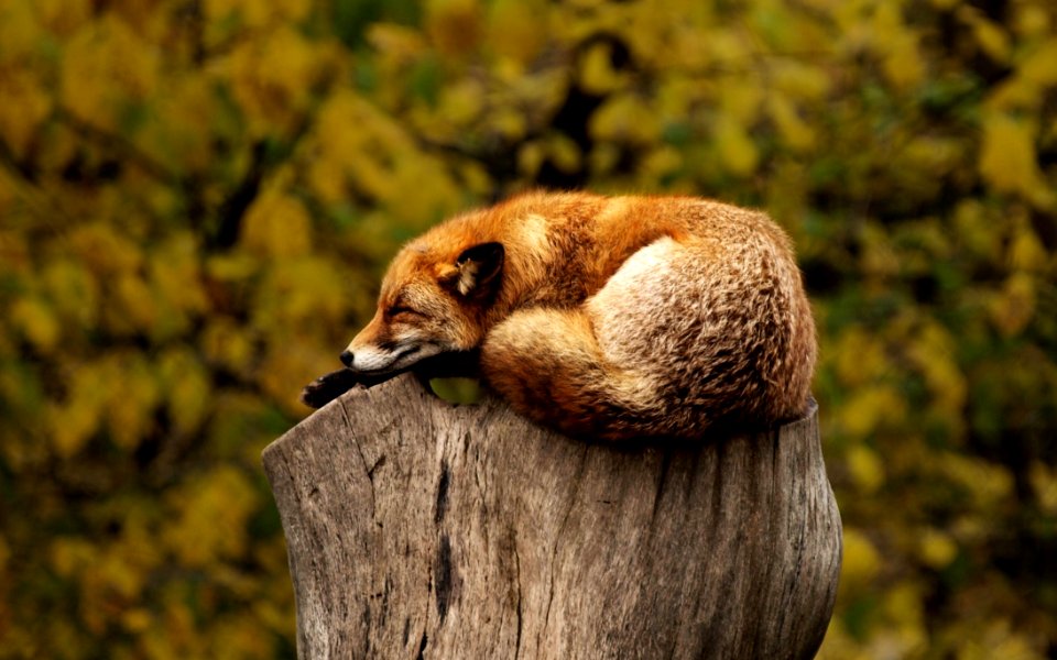 Mammal Fauna Wildlife Snout