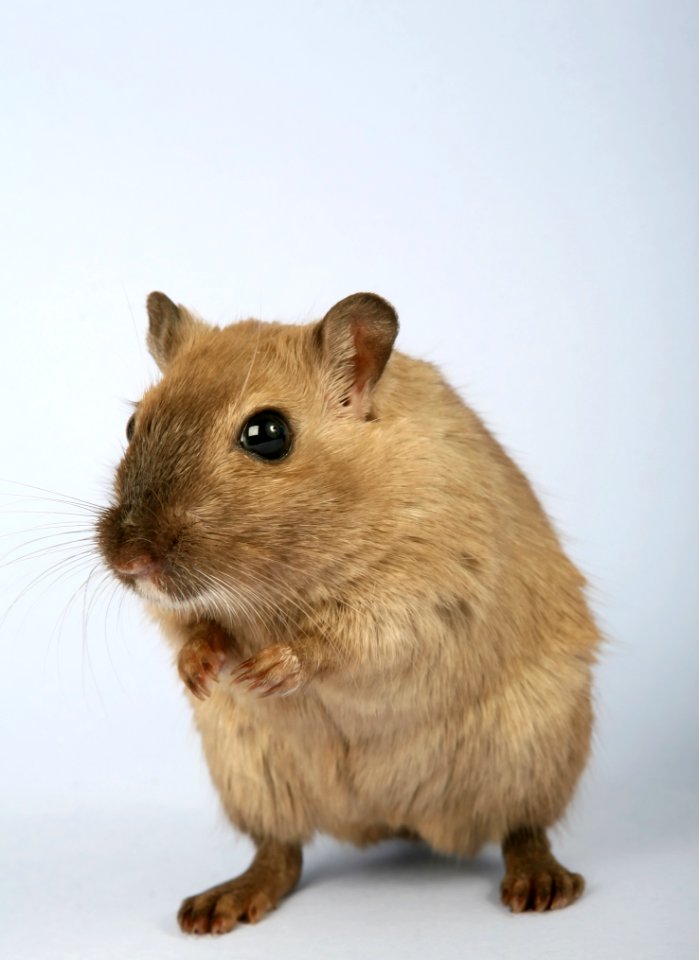 Gerbil Fauna Mouse Mammal