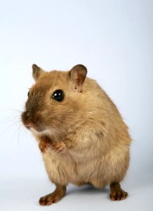 Gerbil Fauna Mouse Mammal photo