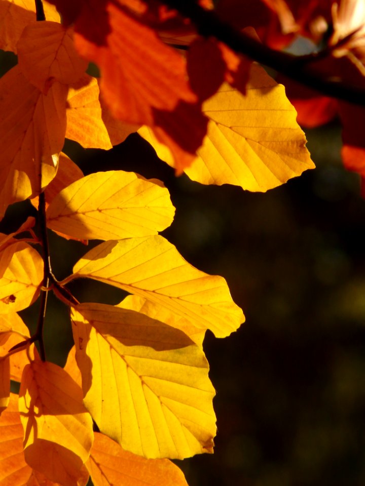Yellow Leaf Deciduous Autumn