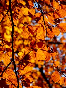 Branch Autumn Deciduous Yellow