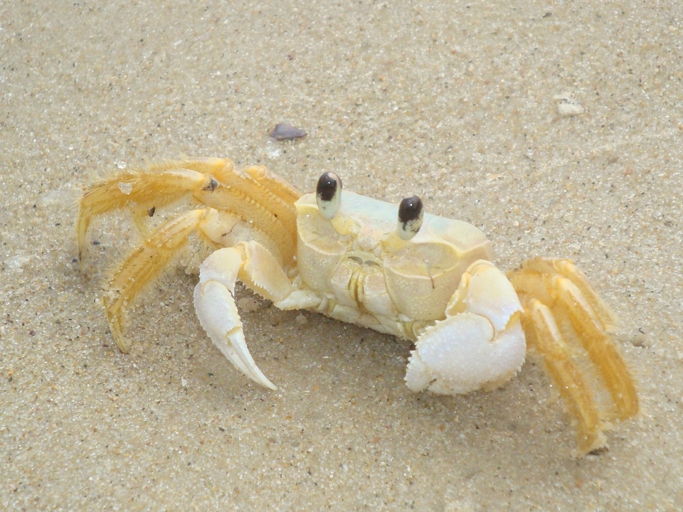 Marine shellfish seafood