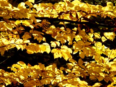 Yellow Deciduous Maidenhair Tree Leaf photo