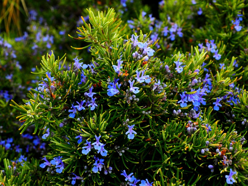 Plant Flora Flower Rosemary