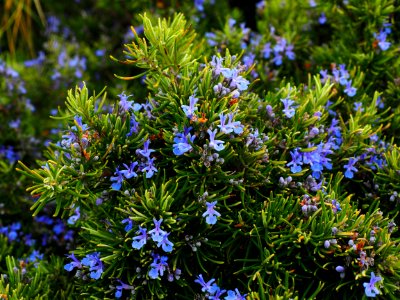 Plant Flora Flower Rosemary