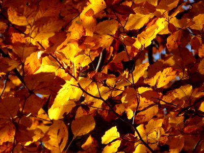 Yellow Autumn Leaf Deciduous photo