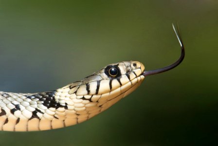 White And Black Snake On Close Up Photography photo