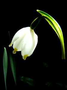 Spring Snowflake Flower